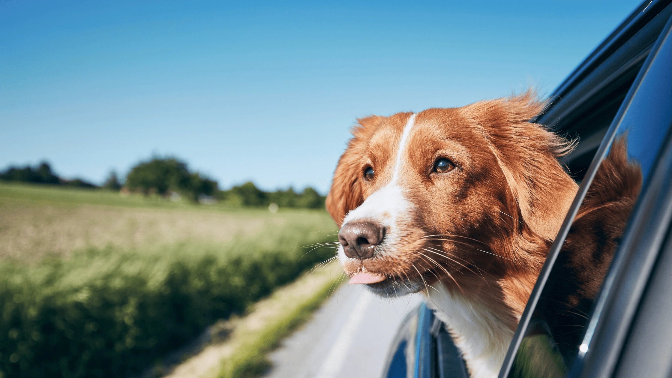 A happy brown and white dog sticking its head out of a car window while traveling on a countryside road, emphasizing the importance of dog travel gear bed for comfort and safety.