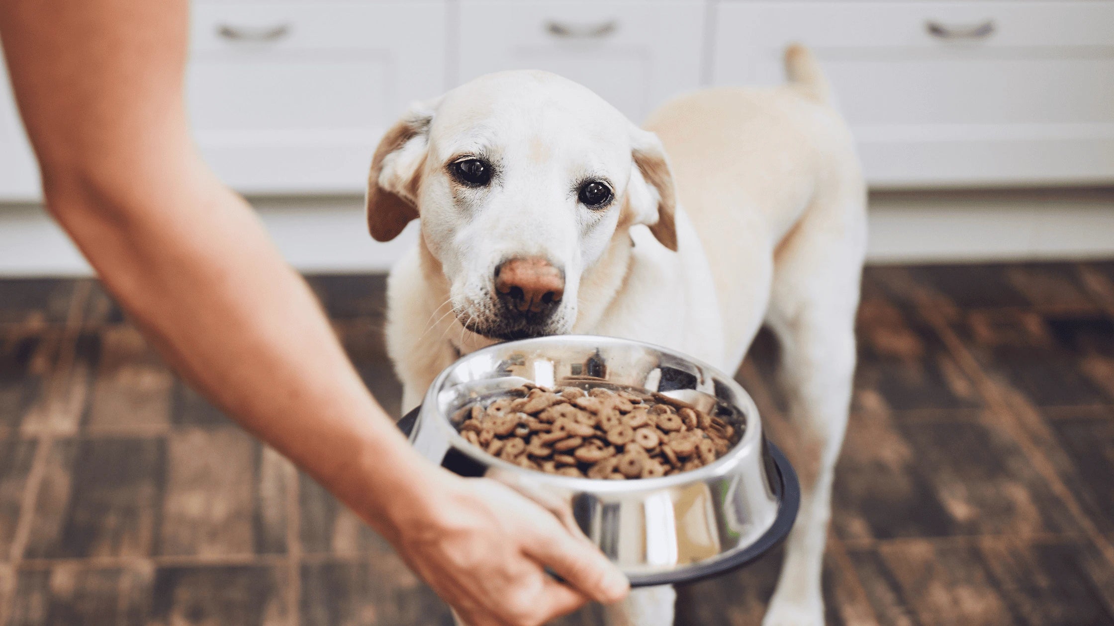 Introducing the best dog food to a white Labrador dog pet