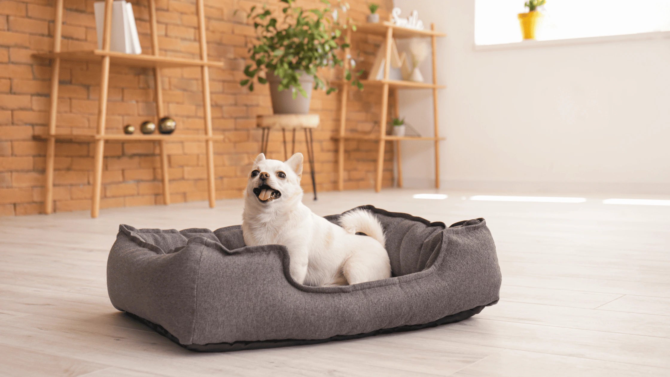 A rescue dog happily lounging in a cozy gray dog bed, surrounded by a warm and welcoming living space with natural light and decor.