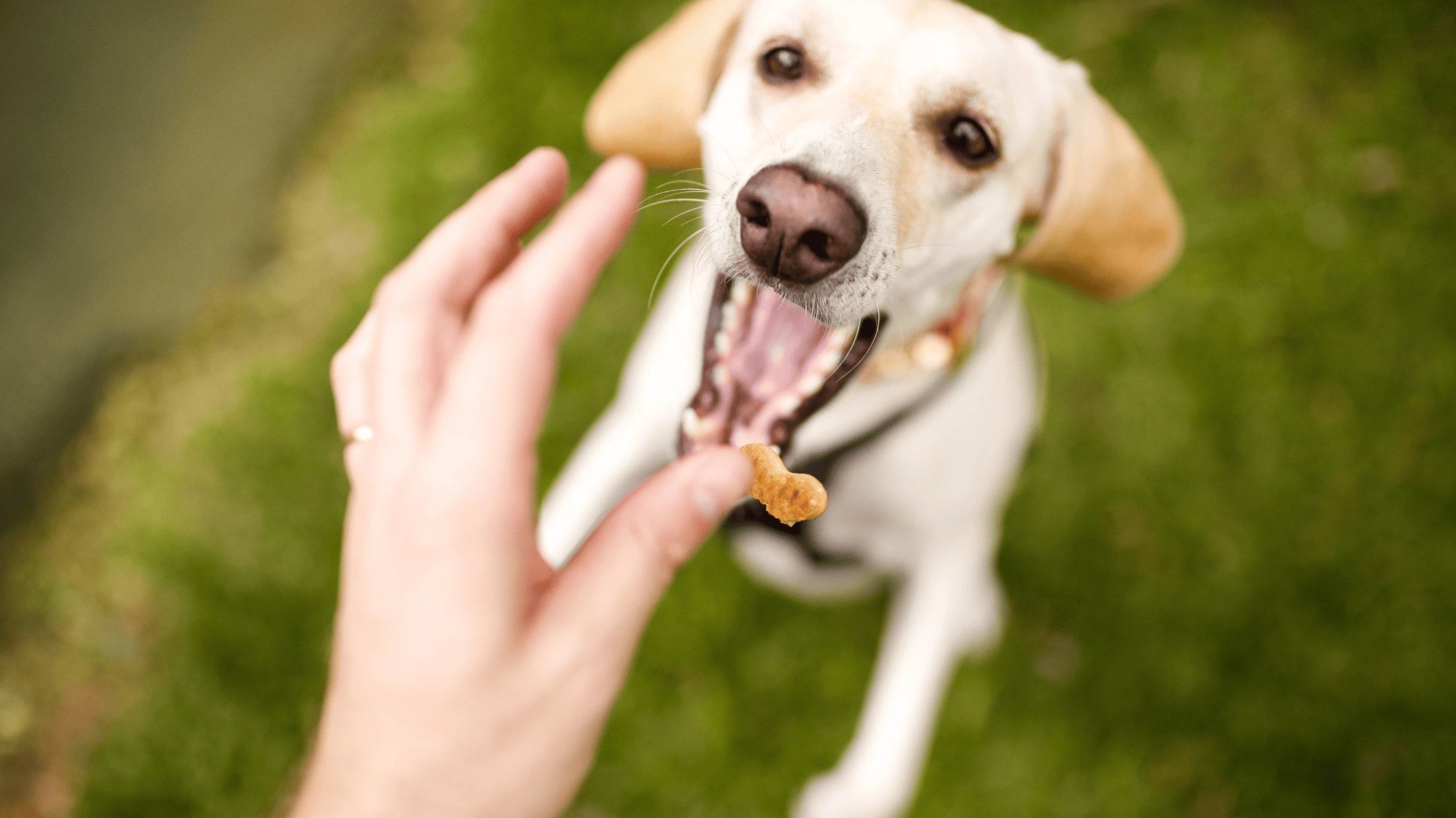 A happy dog eagerly reaching for a bone-shaped treat, symbolizing the joy of healthy snacking with organic dog treats, outdoors on a grassy background.