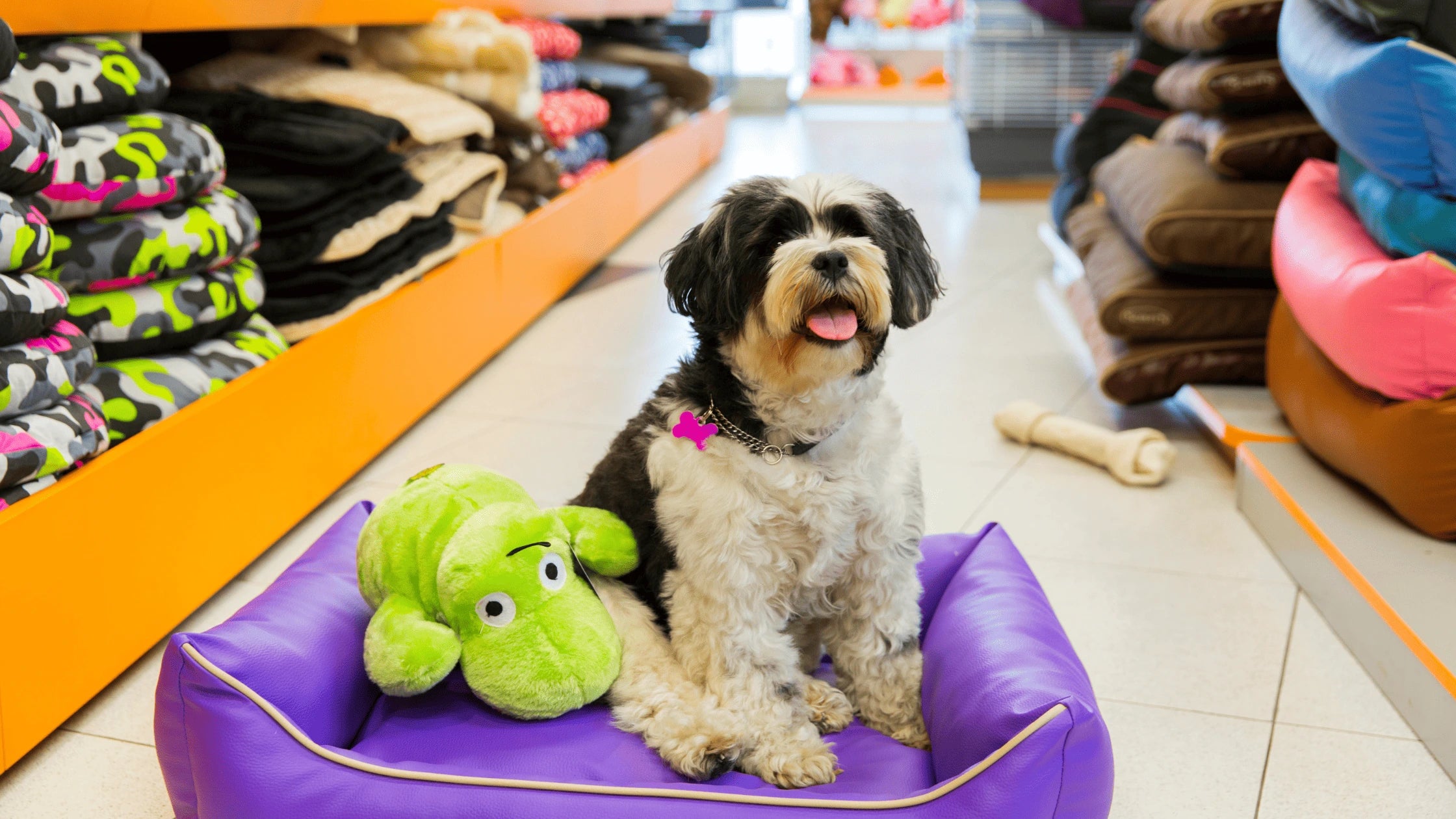 A happy black-and-white dog sitting on a purple pet bed with a green plush toy in a brightly lit store aisle filled with colorful pet products, showcasing top dog pet supplies.