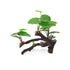 Decorative Ficus