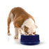 K&H Pet Products Pet Coolin’ Bowl 96 ounces, Blue, 11.5x11.5x4 Inches